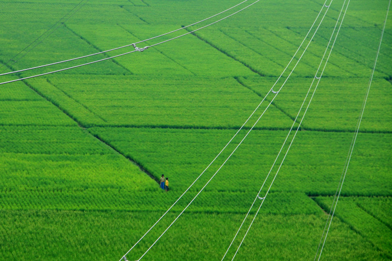 Electrifying Agriculture | Cahaya Untuk Bawang